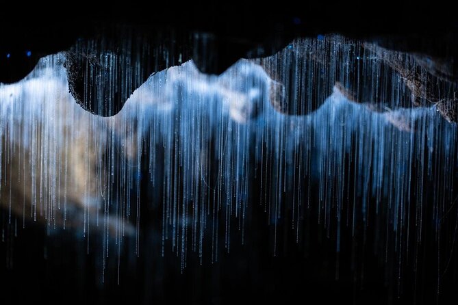 Auckland to Rotorua via Waitomo Caves Small Group Tour (One Way) - What the $191.76 price really covers