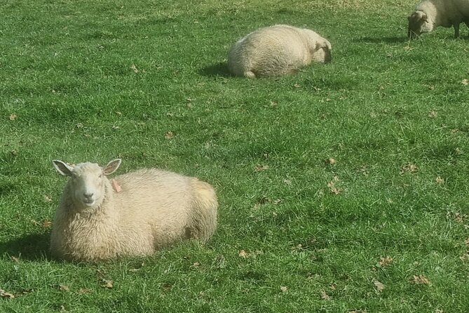 Auckland Town and Country Delights Tour - St Heliers and Musick Point: Auckland’s eastern edge