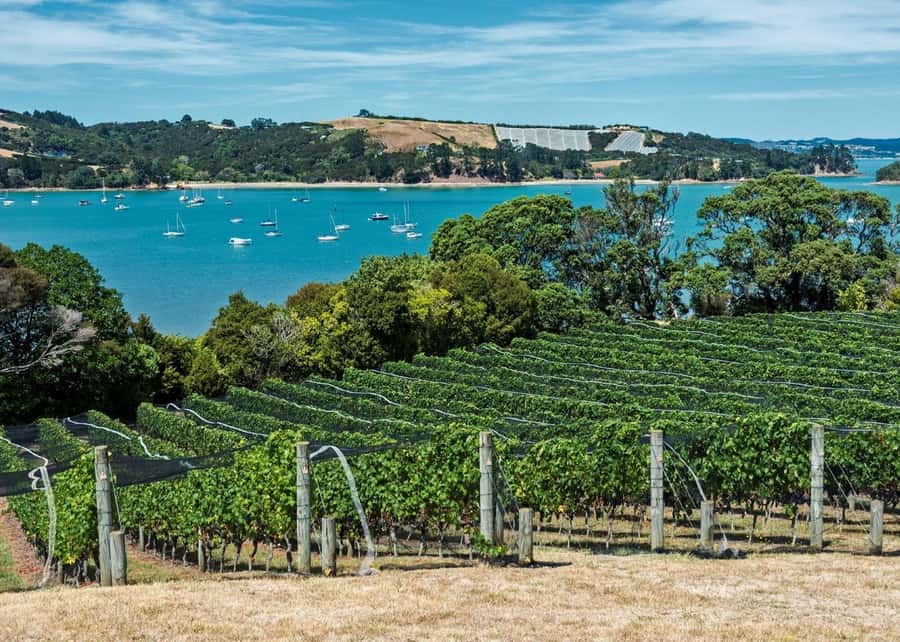 Auckland: Waiheke Island Luxury Experience Private Tour - Riding in a private luxury van