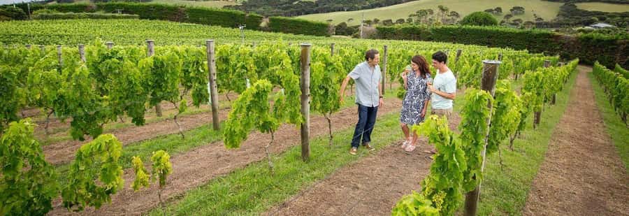 Auckland: Waiheke Island Luxury Experience Private Tour - Who should book this Waiheke tour?