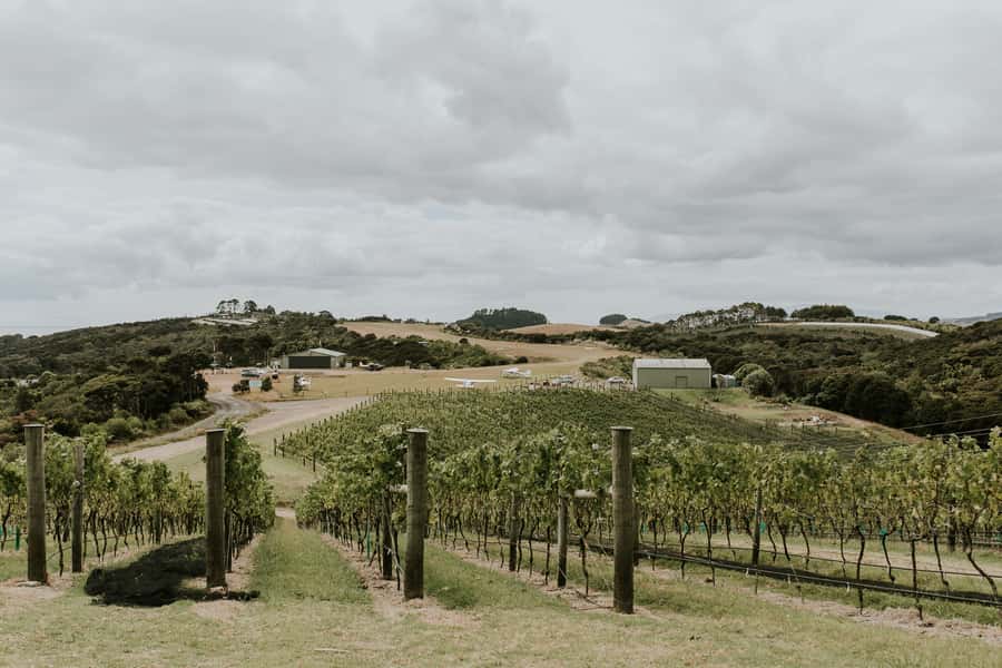 Auckland: Waiheke Island Wine and Food Tasting with Flights - Who will enjoy it most