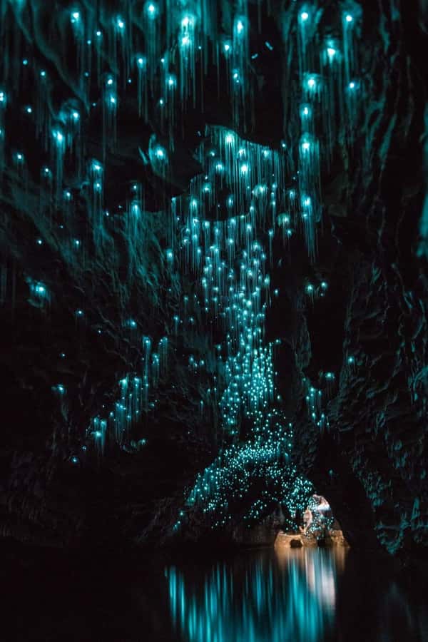 Auckland: Waitomo Caves & Rotorua - Te Puia Small-Group Tour - Waitomo’s limestone caves and silent ceiling of lights