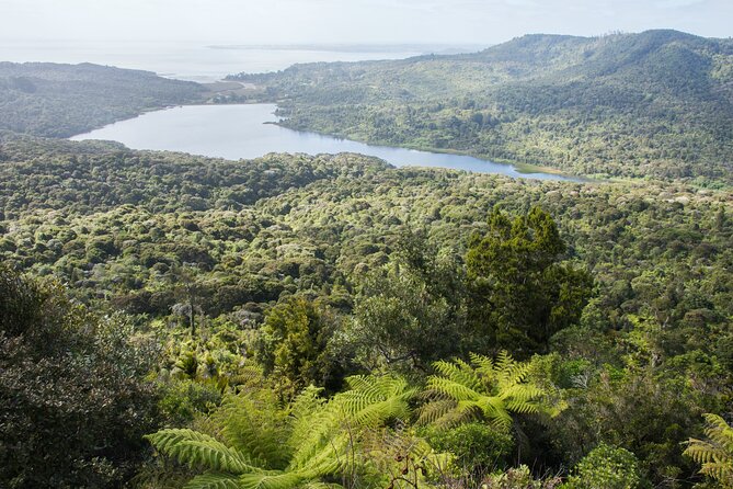 Auckland West Coast Half-Day Private Tour - Why Auckland’s west coast deserves half a day