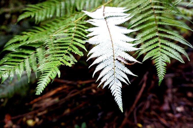 Auckland West Coast Half-Day Private Tour - Who will get the most from this outing