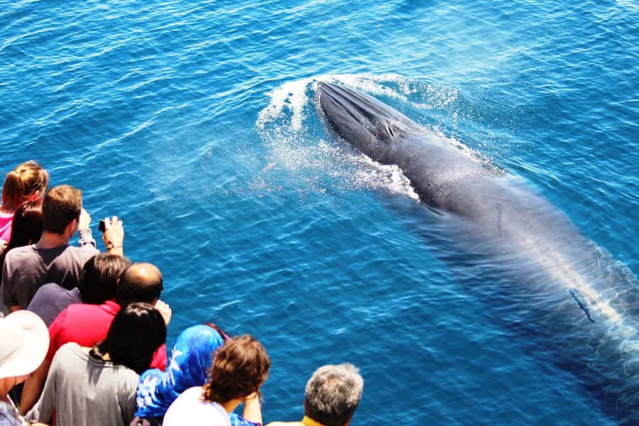 Auckland: Whale and Dolphin Watching Half-Day Eco Cruise - Key points to know before you book