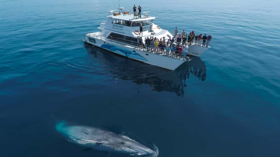 Auckland: Whale and Dolphin Watching Half-Day Eco Cruise - Leaving Auckland from Berth 9