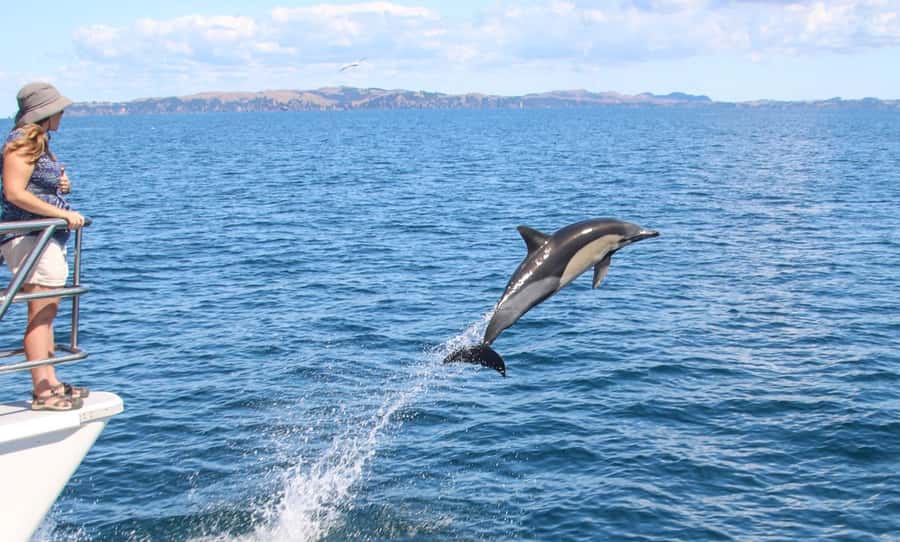 Auckland: Whale and Dolphin Watching Half-Day Eco Cruise - Searching for dolphins and whales