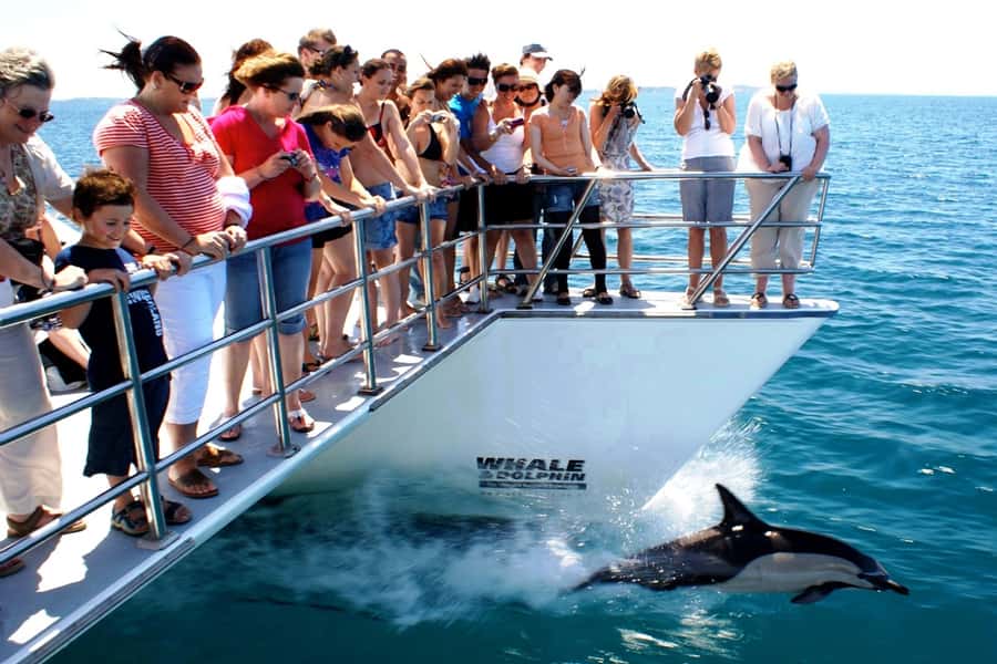 Auckland: Whale and Dolphin Watching Half-Day Eco Cruise - Birds, sharks, penguins, and the smaller discoveries