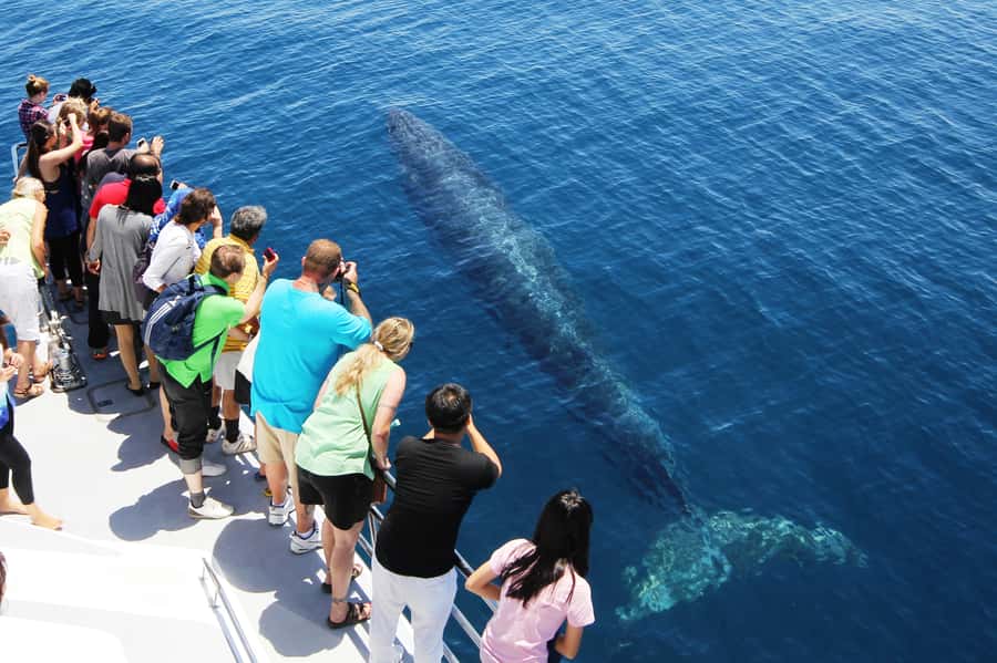 Auckland: Whale and Dolphin Watching Half-Day Eco Cruise - The science and conservation angle