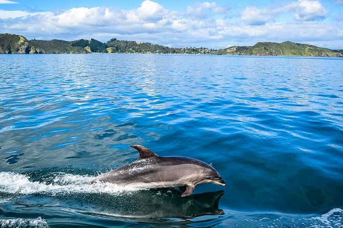 Bay of Islands 2-Day Small Group Tour & Cruise from Auckland - Why this Northland trip works so well