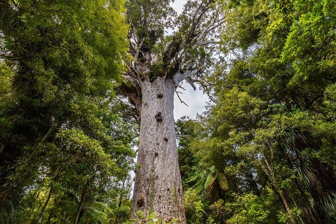 Bay of Islands 2-Day Small Group Tour & Cruise from Auckland - Urupukapuka Island adds time on the beach