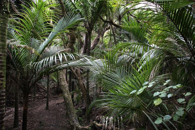 Beautiful Nature Tours Auckland - Private Tour - From Auckland streets to the wild West Coast
