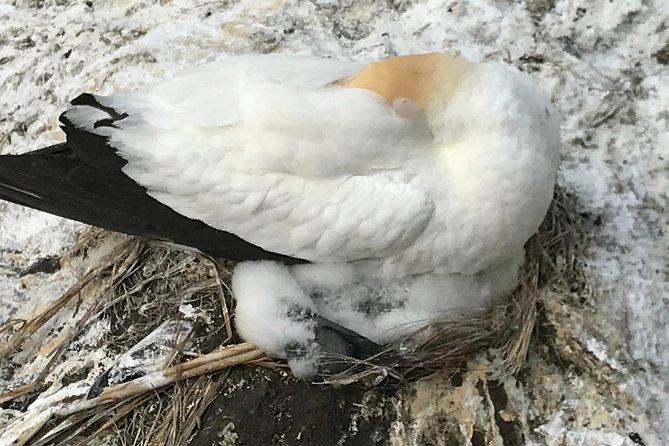 Beautiful Nature Tours Auckland - Private Tour - Muriwai gannets and the black-sand coast