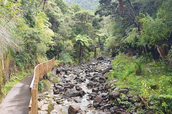 Coast and Rainforest Eco-Tour from Auckland with Picnic Lunch - From Auckland streets to the Arataki gateway