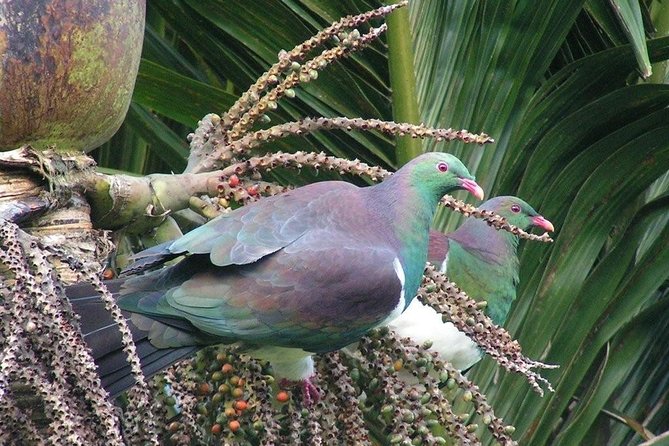 Coast and Rainforest Eco-Tour from Auckland with Picnic Lunch - The rainforest walk slows the pace