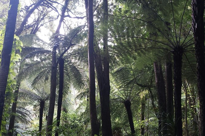 Coast and Rainforest Eco-Tour from Auckland with Picnic Lunch - What the $192.38 price really covers