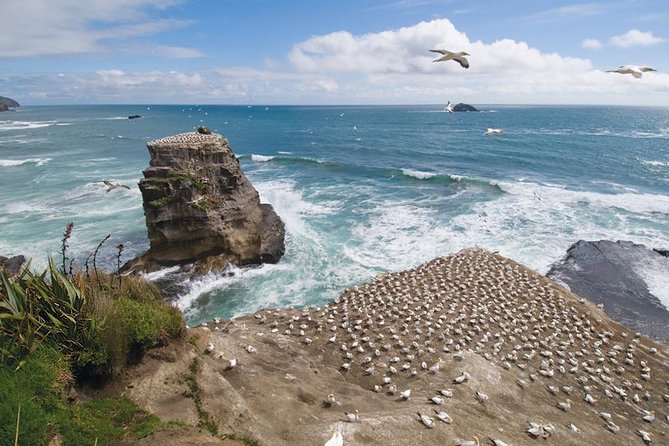 Coast to Coast Private Eco Tour - From Auckland’s center to the black sand of Muriwai