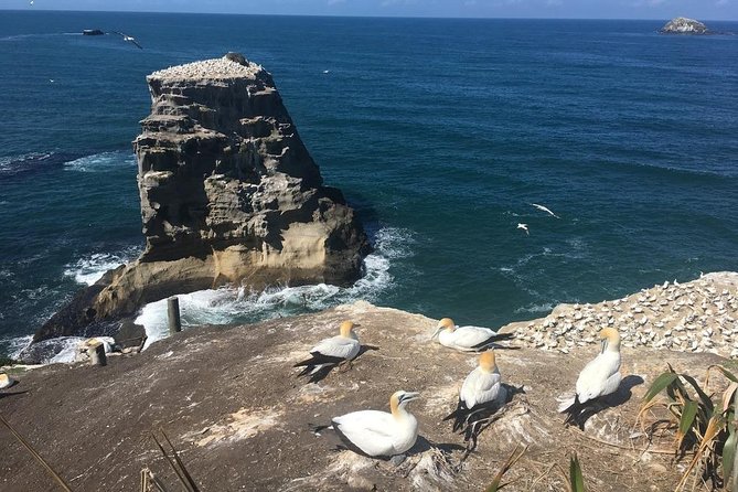 Coast to Coast Private Eco Tour - Who will get the most from this private day