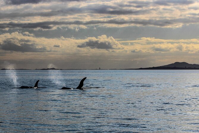 Discover Auckland City Tour: The City of Sails - Guides, vehicle comfort, and the pace