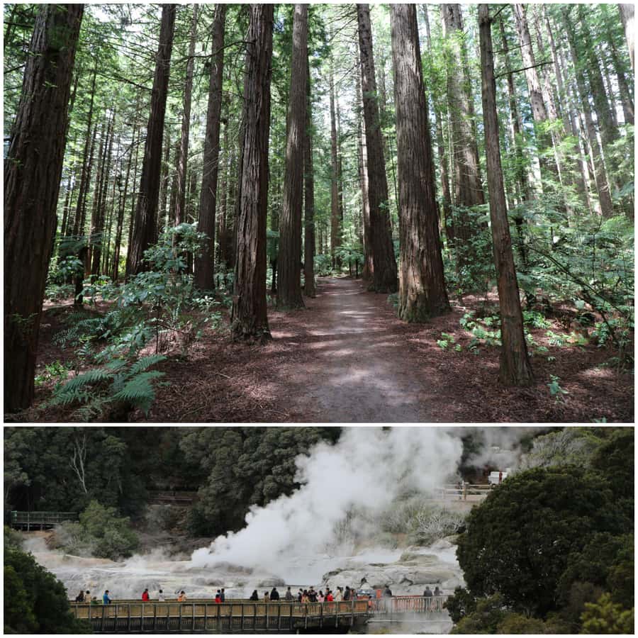 From Auckland: Day Trip to Rotorua with Optional extras - Key points to know before booking