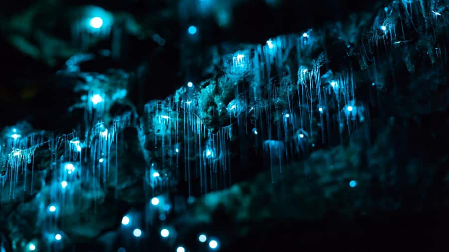 From Auckland: Day Trip to Waitomo Glow Worm Caves - Key points to know before booking