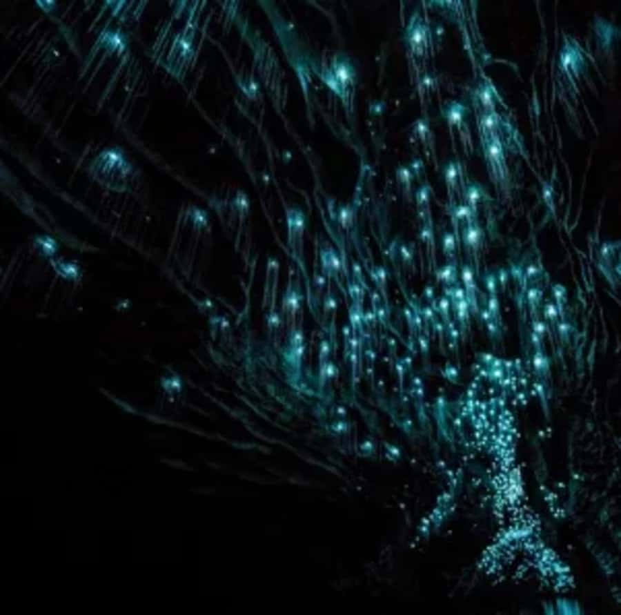 From Auckland: Day Trip to Waitomo Glow Worm Caves - Who will enjoy this tour most?