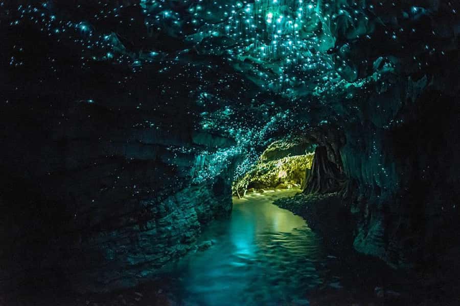 From Auckland: Day Trip to Waitomo Glow Worm Caves - The Auckland pickup makes a long day easier