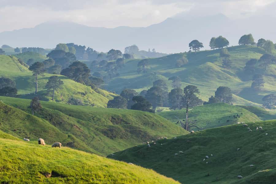 From Auckland: Hobbiton Movie Set Day Tour with Picnic Lunch - A drink at the Green Dragon Inn