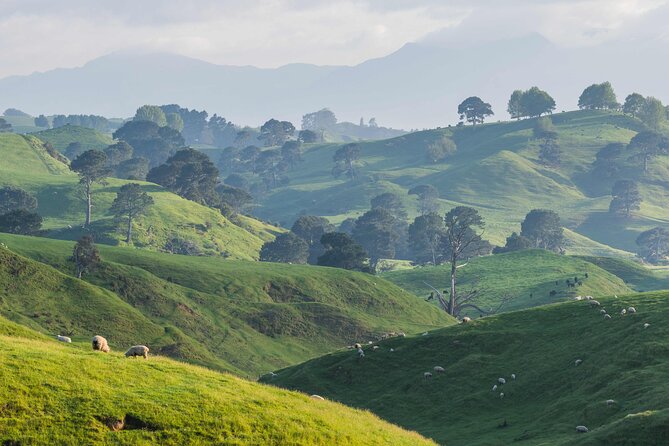 From Auckland:Hobbiton Movie Set & Waitomo Caves Small Group Tour - Walking among 44 hobbit holes