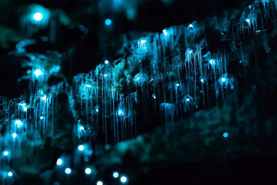 From Auckland: Hobbiton & Waitomo Caves Full-Day Trip - Entering the Waitomo Glowworm Caves