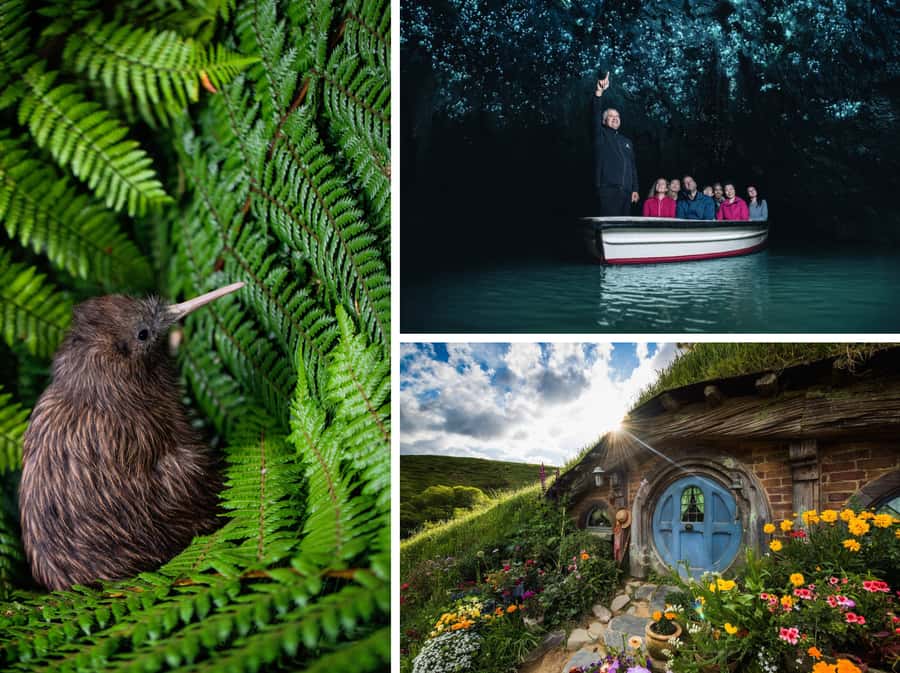 From Auckland: Hobbiton, Waitomo Caves & Kiwi House Tour - A short look at New Zealand’s national bird