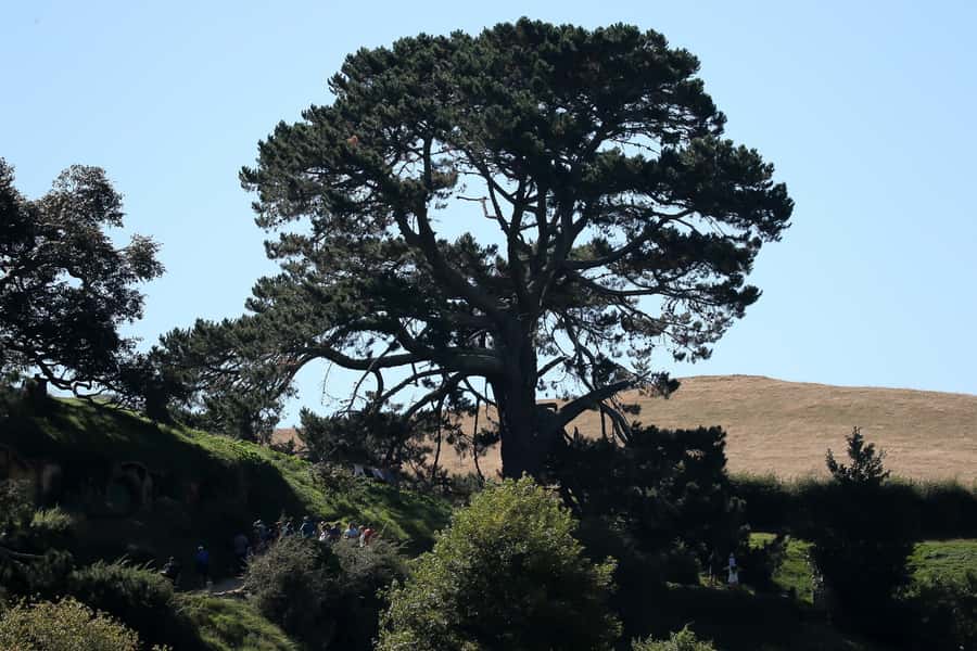 From Auckland or Rotorua: Hobbiton & Waitomo Tour with Lunch - The Hobbiton buffet is a genuine value point