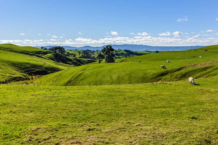 From Auckland or Rotorua: Hobbiton & Waitomo Tour with Lunch - The long drive is part of the calculation
