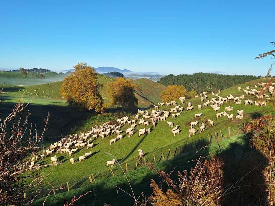 From: Auckland: Rotorua via Hobbiton Tour One Way Tour - Walking through 44 hobbit holes