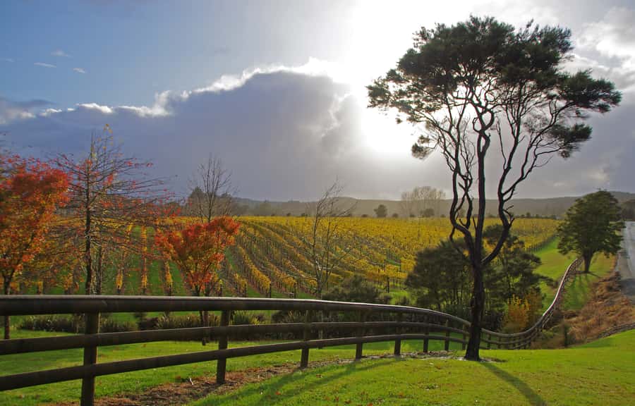 From Auckland: Small Group Kumeu Wine Tour with Lunch - Key points at a glance