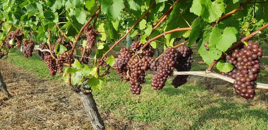 From Auckland: Small Group Kumeu Wine Tour with Lunch - Soljans: the first tasting and vineyard lunch