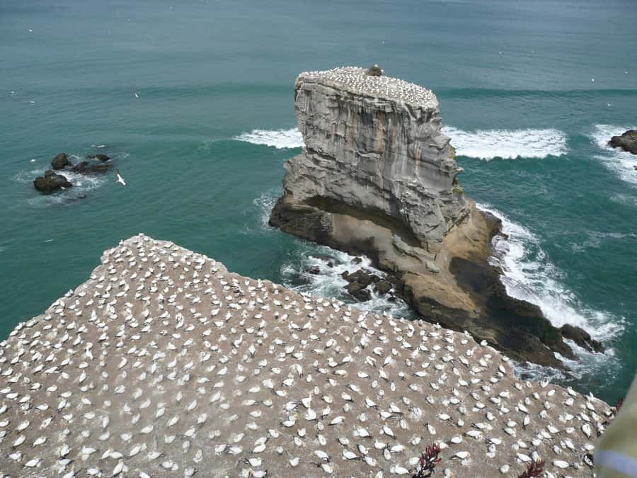 From Auckland: Small Group Kumeu Wine Tour with Lunch - Muriwais cliffs, gannets, and black iron sand