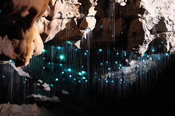 From Auckland: Spellbound, Waitomo Glowworm Cave Small Group Tour - What the $201.69 price really covers