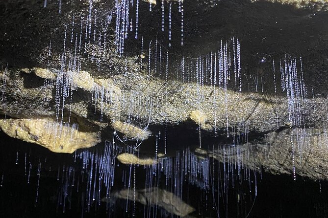 From Auckland: Spellbound, Waitomo Glowworm Cave Small Group Tour - The first cave: a blue-green ceiling by boat