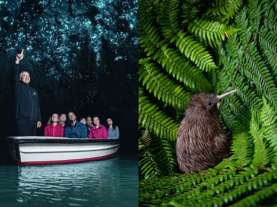 From Auckland: Waitomo Caves and Kiwi House Group Tour - Key points to know before booking