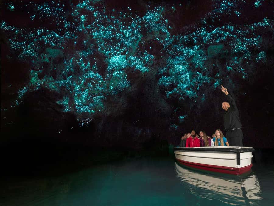 From Auckland: Waitomo Glowworm Cave Tour - Why the Waitomo glowworms are worth the seven-hour outing