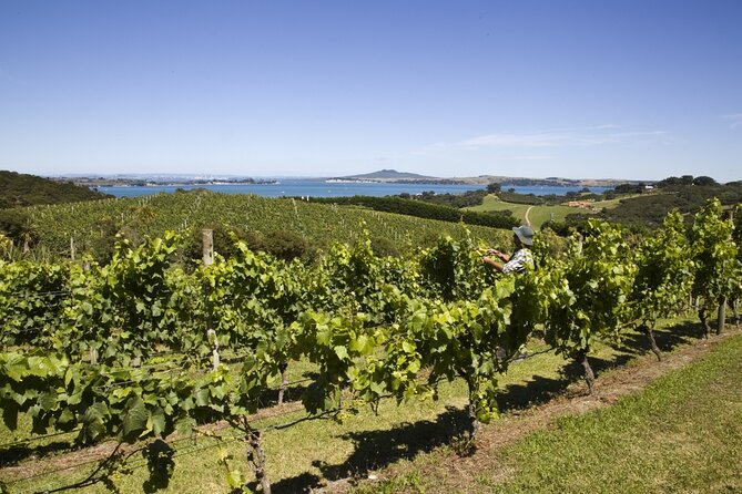 Full Day Private Waiheke Island Wine Tour Including Lunch - Key points to know before booking