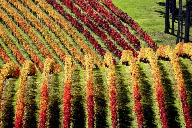 Full Day Private Waiheke Island Wine Tour Including Lunch - Oneroa Beach and the scenic side of Waiheke