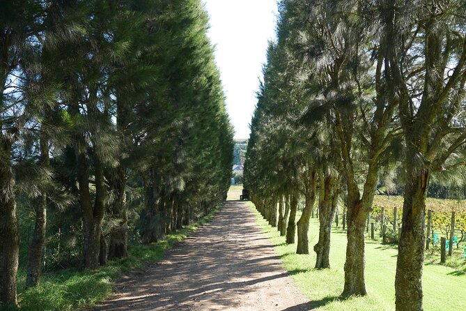 Full Day Private Waiheke Island Wine Tour Including Lunch - How the $434.40 price measures up