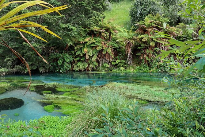 Full-Day Wine Tasting Tour in Auckland with 3-Course Vineyard Lunch - What the $123.49 price really includes