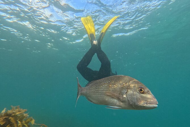 Goat Island Experience Advanced Snorkel Tour - Key points at a glance