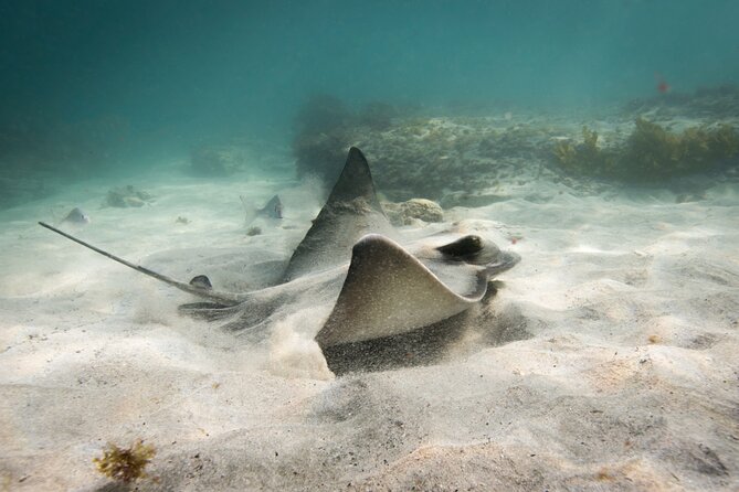 Goat Island Experience Advanced Snorkel Tour - What makes the advanced group different