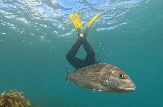 Goat Island Experience Advanced Snorkel Tour - Supervision that helps nervous snorkelers