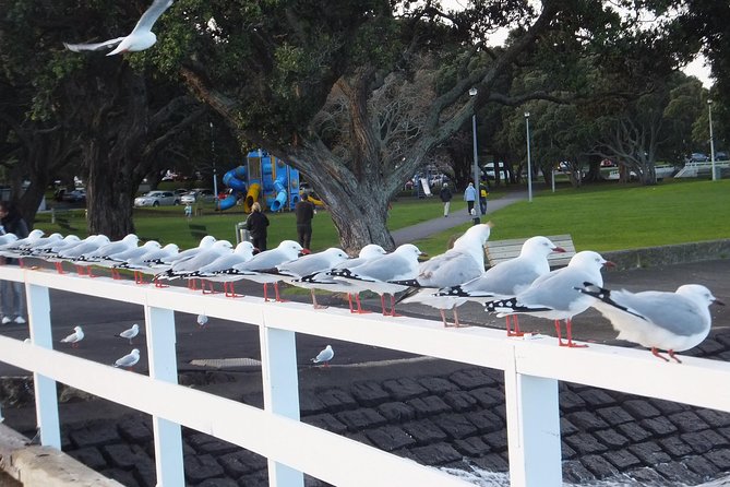 Guided North Head Fort Segway Tour in Devonport Auckland - Who should choose this North Head ride
