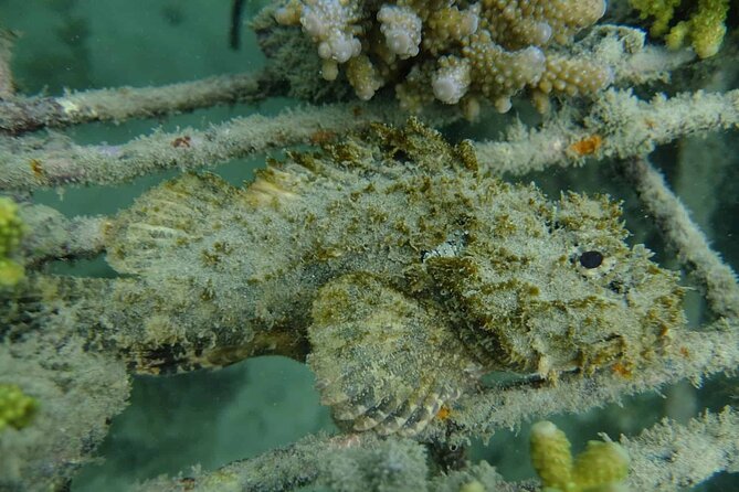 Guided Snorkeling and Island Exploration in Auckland - The guided walk through native forest